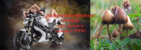 прущие грибы Магас