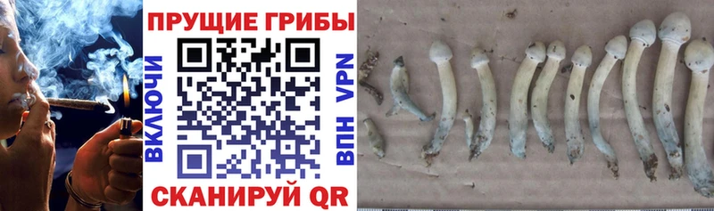 Купить закладки  Серафимович  Псилоцибиновые грибы Psilocybine cubensis 